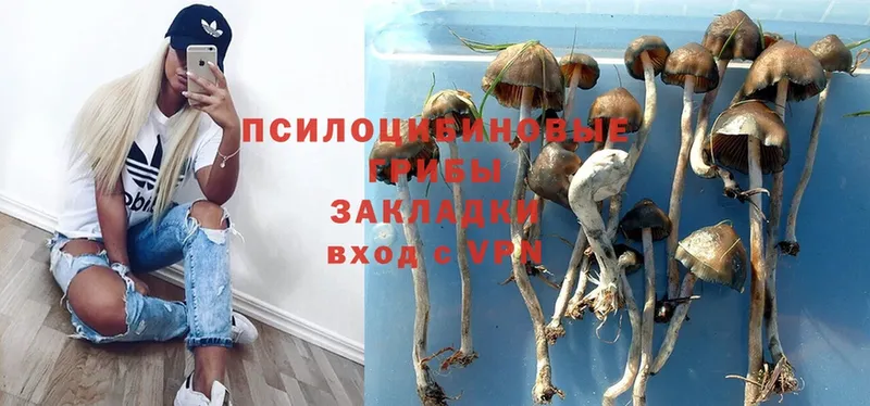 ОМГ ОМГ зеркало  Барнаул  Галлюциногенные грибы Psilocybe 